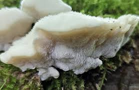 Attēlu rezultāti vaicājumam “Postia tephroleucus”