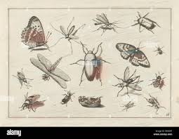Attēlu rezultāti vaicājumam “Rhabdomiris striatellus imago”