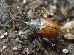 Attēlu rezultāti vaicājumam “Anthonomus phyllocola”