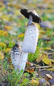 Attēlu rezultāti vaicājumam “Coprinus comatus”