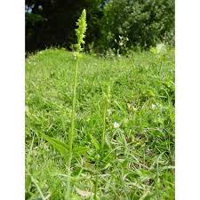 Attēlu rezultāti vaicājumam “Herminium monorchis leaf”