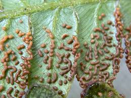 Attēlu rezultāti vaicājumam “Physarum rubiginosum macro”