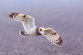 Attēlu rezultāti vaicājumam “Asio flammeus”