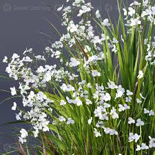 Attēlu rezultāti vaicājumam “Carex elata flower”