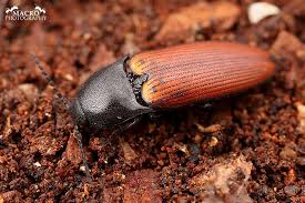 Attēlu rezultāti vaicājumam “Ampedus pomorum”