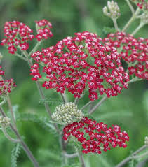 Attēlu rezultāti vaicājumam “Achillea salicifolia flower”
