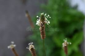 Attēlu rezultāti vaicājumam “Plantago lanceolata bud”