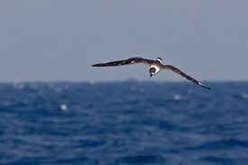 Image result for Pterodroma hasitata