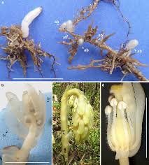 Attēlu rezultāti vaicājumam “Monotropa hypopitys”