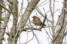 Attēlu rezultāti vaicājumam “Turdus philomelos adult”