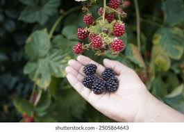 Image result for Rubus sectio