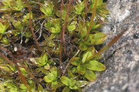 Attēlu rezultāti vaicājumam “Tortula lingulata”