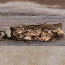 Attēlu rezultāti vaicājumam “Oecophoridae”