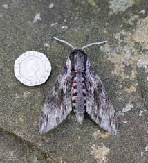 Attēlu rezultāti vaicājumam “Idaea sylvestraria”