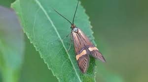 Attēlu rezultāti vaicājumam “Nemophora metallica”