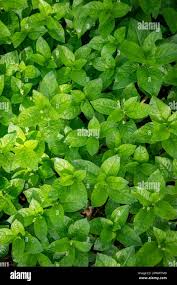 Attēlu rezultāti vaicājumam “Mercurialis perennis leaf”