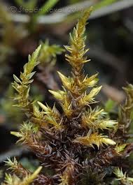 Attēlu rezultāti vaicājumam “Calliergon giganteum”