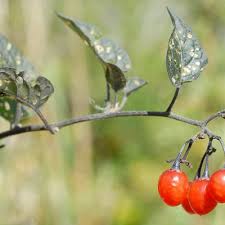 Attēlu rezultāti vaicājumam “Solanum dulcamara fruit”