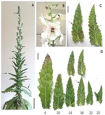 Attēlu rezultāti vaicājumam “Verbascum blattaria leaf”