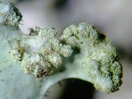 Attēlu rezultāti vaicājumam “Hypotrachyna sp.”