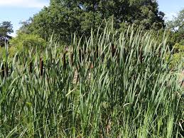 Image result for Rohrkolben