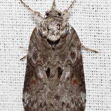 Attēlu rezultāti vaicājumam “Nycteola sp.”