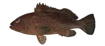Image result for Epinephelus andersoni