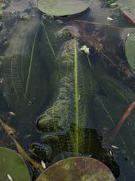 Attēlu rezultāti vaicājumam “Potamogeton lucens leaf”