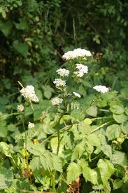 Image result for Pimpinella major