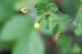 Attēlu rezultāti vaicājumam “Medicago lupulina bud”