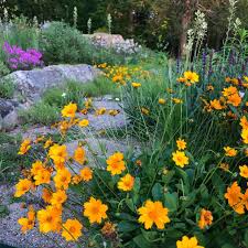 Image result for Coreopsis