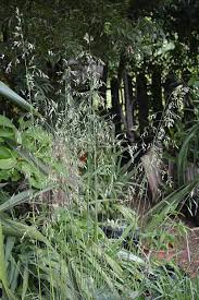 Attēlu rezultāti vaicājumam “Festuca gigantea”