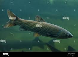 Image result for Ctenopharyngodon idella