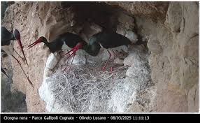 Attēlu rezultāti vaicājumam “Ciconia nigra nest”