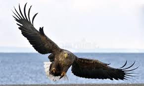 Attēlu rezultāti vaicājumam “Haliaeetus albicilla adult”