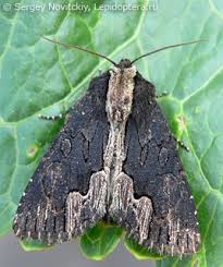 Attēlu rezultāti vaicājumam “Dypterygia scabriuscula”