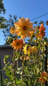 Image result for Dahlia x pinnata `Decorative Giants`