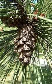 Attēlu rezultāti vaicājumam “Pinus ponderosa”