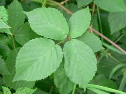 Attēlu rezultāti vaicājumam “Rubus plicatus leaf”