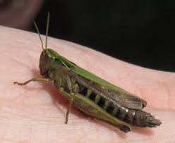 Attēlu rezultāti vaicājumam “Omocestus viridulus”