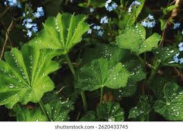 Attēlu rezultāti vaicājumam “Alchemilla vulgaris aggr. bud”