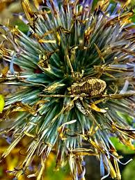 Attēlu rezultāti vaicājumam “Mamestra brassicae exuvia”