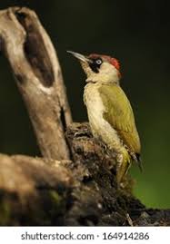 Attēlu rezultāti vaicājumam “Picus viridis”