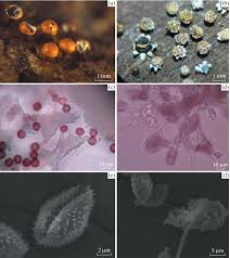 Attēlu rezultāti vaicājumam “Physarum bitectum”