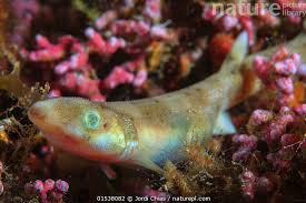 Image result for Scyliorhinus canicula