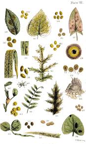 Attēlu rezultāti vaicājumam “Urocystis anemones spores”