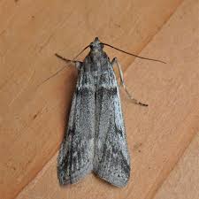 Attēlu rezultāti vaicājumam “Zophodia grossulariella”