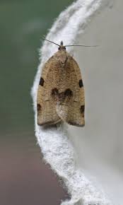 Attēlu rezultāti vaicājumam “Lozotaenia forsterana”