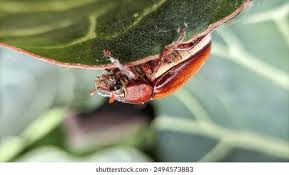 Attēlu rezultāti vaicājumam “Serica brunnea imago”