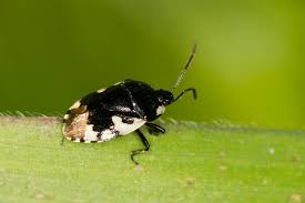 Attēlu rezultāti vaicājumam “Tritomegas bicolor imago”